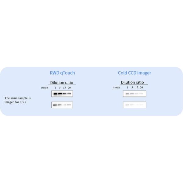 Touch Western Blot imager