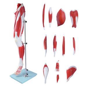 China Human Hip thigh calf and foot muscles 13 parts Life Size Arteries & Veins for Study Display Teaching Medical Leg Muscle Model on sale