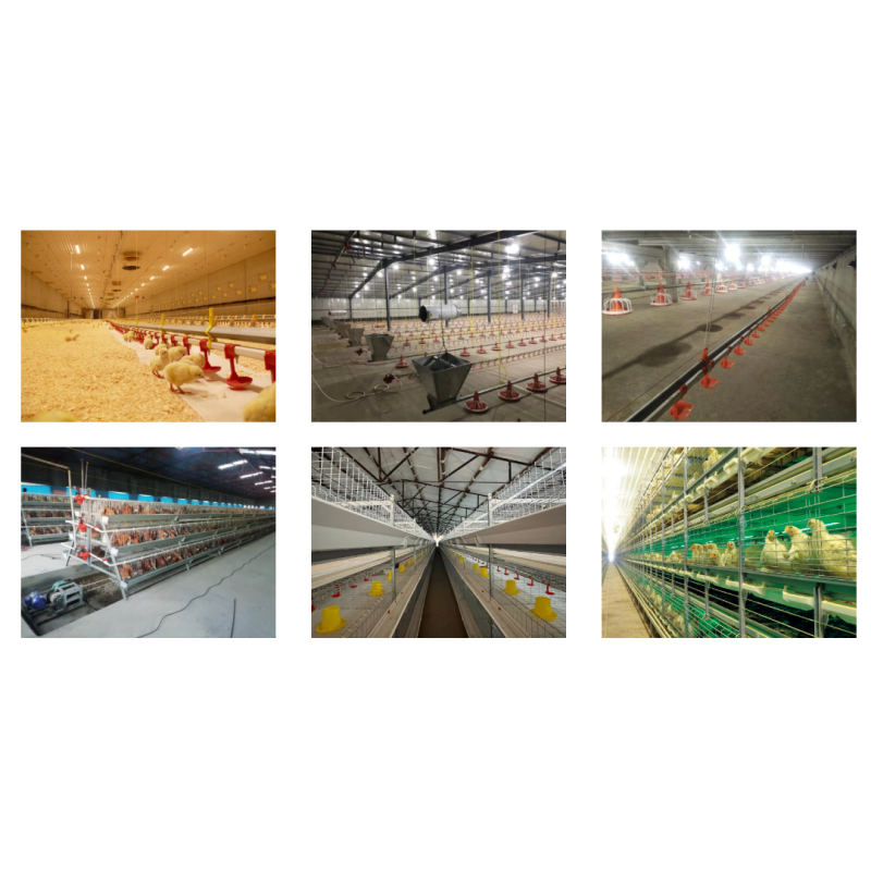 Hot-dip Galvanized Automatic Broiler Farming Equipment with Feeding and Ventilation Systems