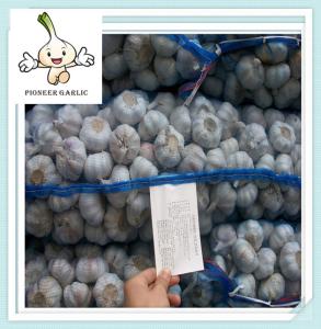 Wholesale chinese jinxiang fresh Garlic Made in China high quality China garlic from china suppliers
