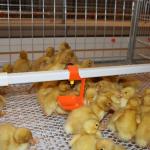 Animal&Poultry Husbandry Equipment Chicken Waters Automatic Poultry Nipple