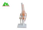 Human Joint Model For Medical Teaching 11cmx4cm Corrosion Resistance