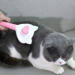 Custom Stainless Steel Houseware Pet Hair Remover Brush For Dog Cat