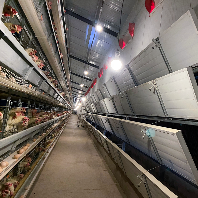 Durable Steel Structure Automated Poultry Farm Construction with Integrated Automation and Prefab Design