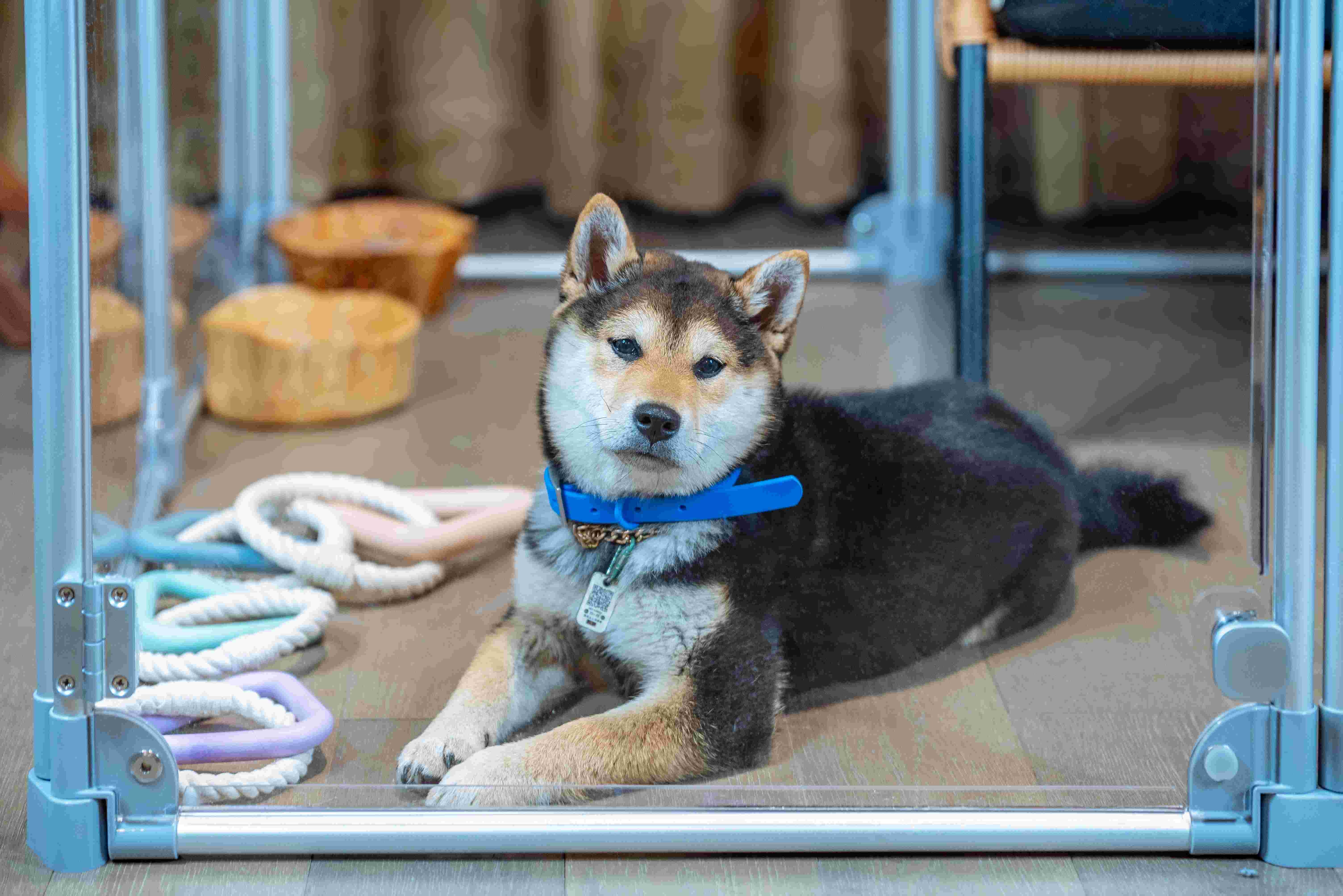Durable Transparent Foldable Pet Playpen For Indoor And Outdoor