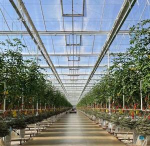 Wholesale US Float Single Span Greenhouse for Vegetables/Fruits/Flowers and Return refunds from china suppliers