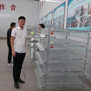 Wholesale Automatic Feeding Poultry Layer Cage For Quail Farming Q235 Steel Wire Material from china suppliers