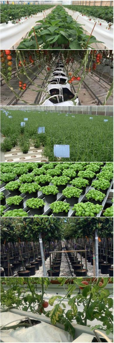 Vertical Farming Container Greenhouse with Substrate Culture System