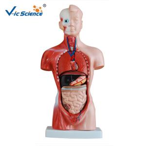 Wholesale Eco - Friendly 26cm Human Body Torso Model 15 Parts Toy Model from china suppliers