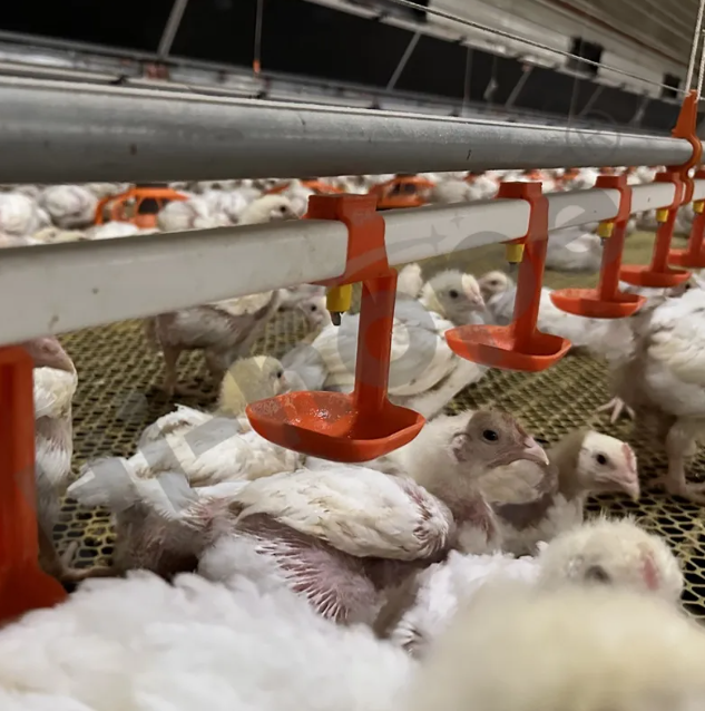 High-Efficiency Integrated Poultry House with Automated Feeding and Forced Ventilation