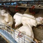 HDG 4 Lines 50000 Broiler Chicken Cage Poultry Farming Use