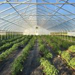 Plastic Tunnel Strawberries Agricultural Farm Tunnel Plastic Greenhouse With