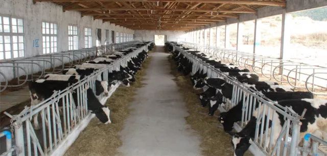 Safety Steel Structure Cow Shed House Agricultural Farm Steel Building