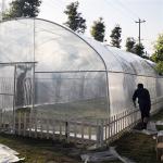 Single Span Poly Film Tunnel Arch Plastic Film Greenhouse Strawberry Fruits