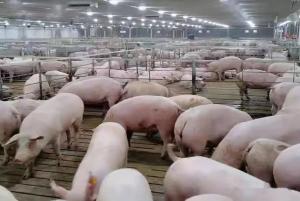 Wholesale One Stop Livestock Farm Equipment 500 Sows Pig Farm Project Purchase from china suppliers