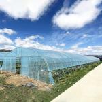 Hot Sale Poly Tunnel Strawberry Greenhouse Agricultural Single-span Greenhouse