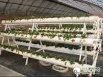 Hydroponic Greenhouse Spare Parts Growing Ebb And Flood Bench On Wheel