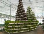 Glass Greenhouse Hydroponic Setup for Year-Round Cultivation Affordable Shipping