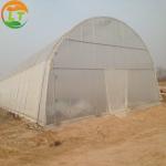 Small Single-Span Agricultural Greenhouses The Perfect Fit for Backyard Planting