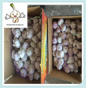 Wholesale High Quality Garlic With Good Taste And Cheaper Price Chinese garlic jinxiang from china suppliers