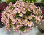 Marguerite Flower Daisy Bouquet Silk Artificial Daisy Flowers Valentines Flowers