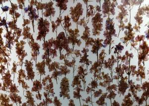 Wholesale Decorative Wall Cladding 19mm Obscure Plant Laminated Glass from china suppliers