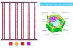 Warm White Plant LED Grow Lights Lm301b 640W 5000k For Vegetative Growth