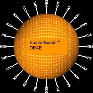 Wholesale Agarose DEAE Magnetic Beads 30μm 10% Volume Ratio 1000 mL from china suppliers