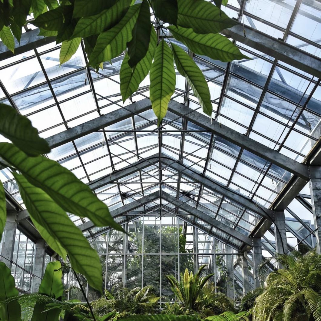 Innovative Hydroponic Glass Greenhouse for Growing Vegetables
