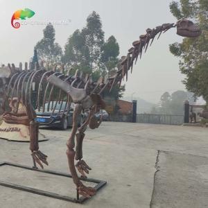 Wholesale CE Jurassic Park Dinosaur Skeleton Replica Shunosaurus Skeleton weather reistance from china suppliers