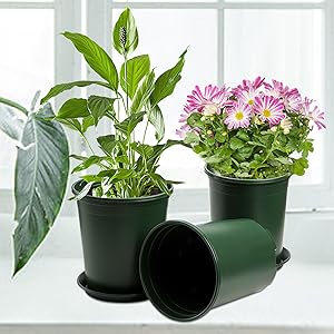 Nursery Pot