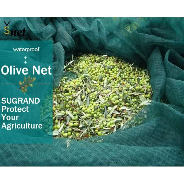 Square Olive Harvest Net 6x12m Olive Tree Netting 60gsm - 90gsm