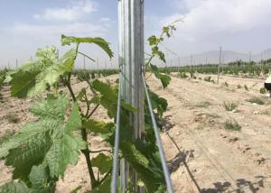 Wholesale Pre Galvanized 54X30MM Steel Trellis System For Garden Plants Corrosion Resistance from china suppliers