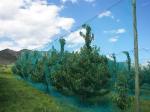 Waste Disposal Insect Mesh Netting Easywash 0.8 * 0.8mm For Horizontal Shed
