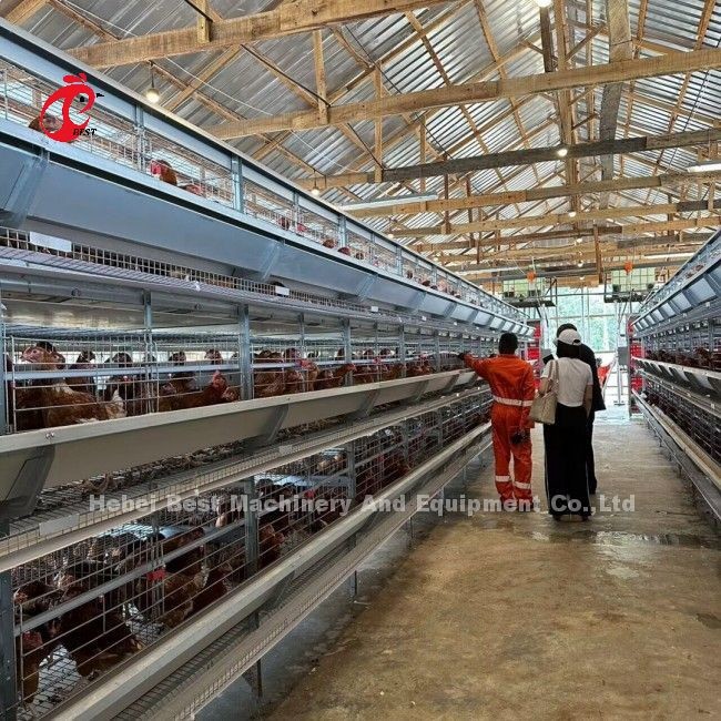 6 Tiers Chicken Cage Broiler Poultry Equipment for Optimal Space Utilization and Automation Doris