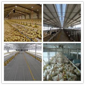 Wholesale Q235 / Q345 Environmentally Controlled Poultry House , Light Steel Hen Farm House from china suppliers