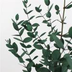 Customized Natural Preserved Foliage For Gift / Wedding / Home / Shop