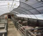Hot-dip Galvanized Steel Poultry Film Tunnel Greenhouse Waterproof Sheep