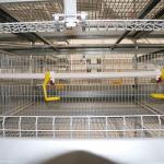 Automatic Broiler Battery Cage System For Animal Poultry Husbandry Livestock