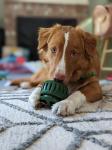 Refillable Natural Rubber Slow Feeder Dog Ball Easy Clean Silicone Dog Food Ball