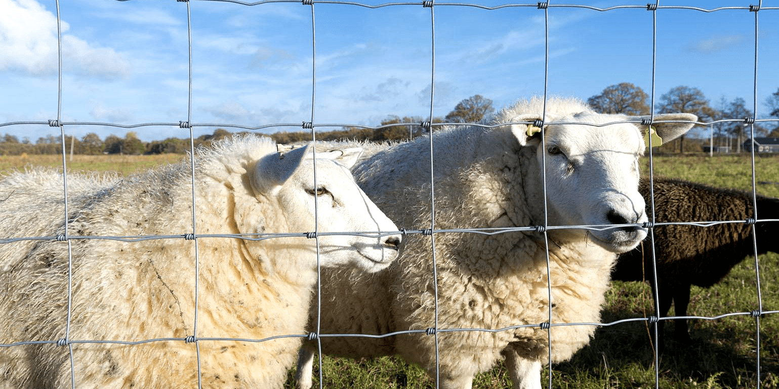 Inexpensive Farm Fences Fences of Various Heights Goat Farming Grassland Cheap Field Fences