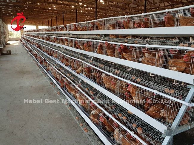 A And H Chicken Cage Equipment For Raising Chickens Farm Doris