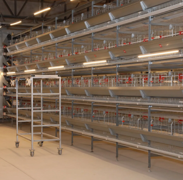 Automatic Feeding Corrosion Resistant Poultry Farm Equipment with Multi-tier Manure Removal Layer Chicken Cage