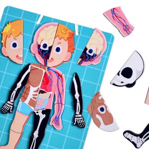 Wholesale CMYK Printing Human Body Puzzle Kids Human Anatomy Bones And Muscles Puzzle Toys from china suppliers