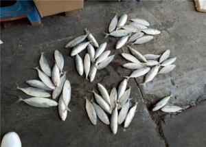 Wholesale Whole Round 4pcs 6pcs Per Kg Frozen Indian Mackerel For Restaurant from china suppliers