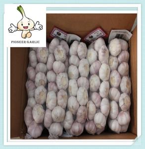 Wholesale factory outlets new style pure white garlic Fresh Jinxiang Pure White Garlic from china suppliers