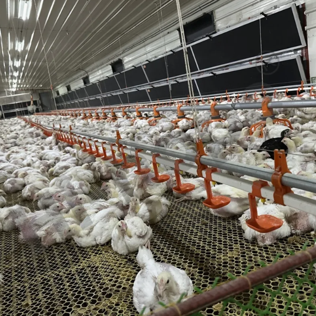 High-Efficiency Integrated Poultry House with Automated Feeding and Forced Ventilation