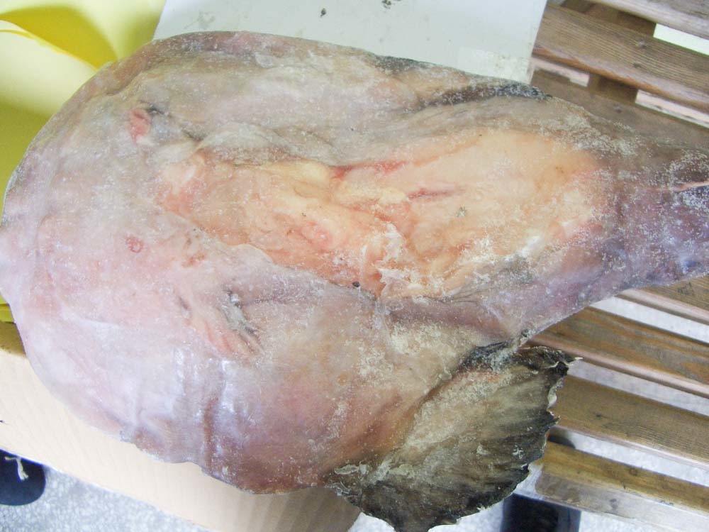 Whole Round Frozen Monkfish 200 / 300 Size Iso22000 Certification