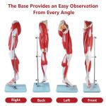 Human Hip thigh calf and foot muscles 13 parts Life Size Arteries & Veins for