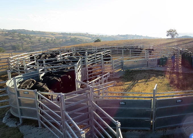 Round Pipe Steel Cattle Fence Panels , 6ftx7ft Galvanized Corral Panels